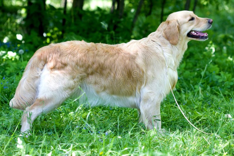 Golden retriever standing stock photo. Image of family 10280024