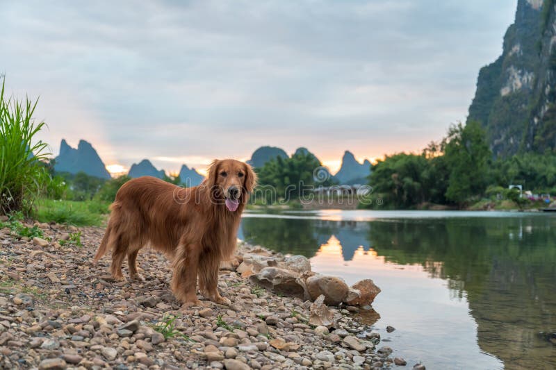 Golden retriever stojący nad jeziorem. Golden retriever stojący przy strzelaninie na zewnątrz jeziora