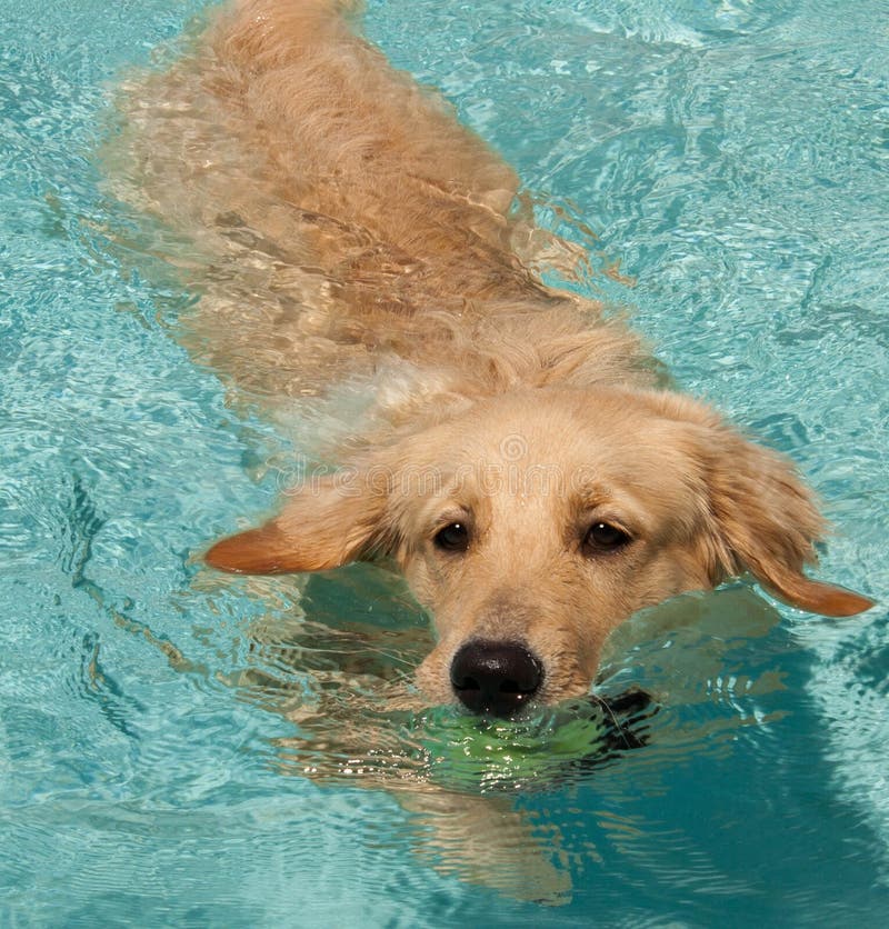 Golden Retriever Swimming 2 Stock Photo Image of retriever, sunshine