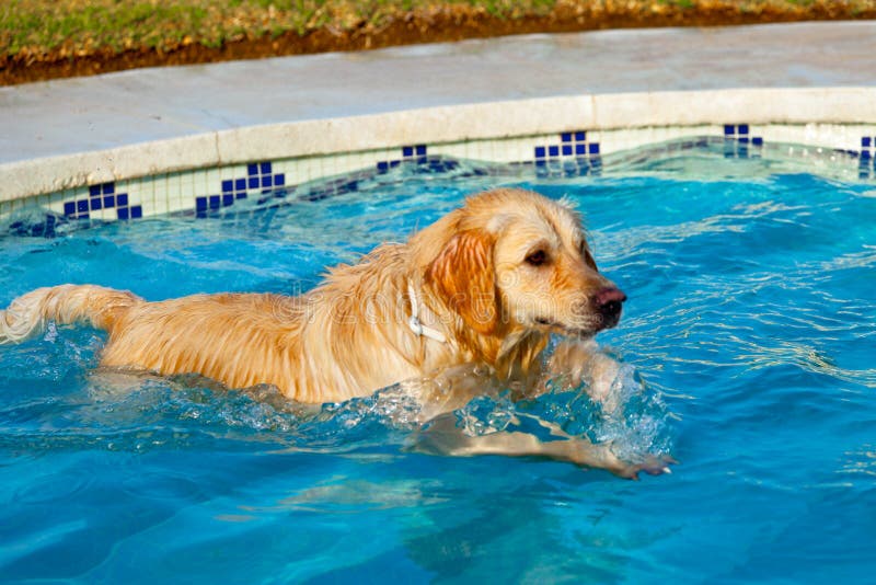 Can Golden Retrievers Naturally Swim