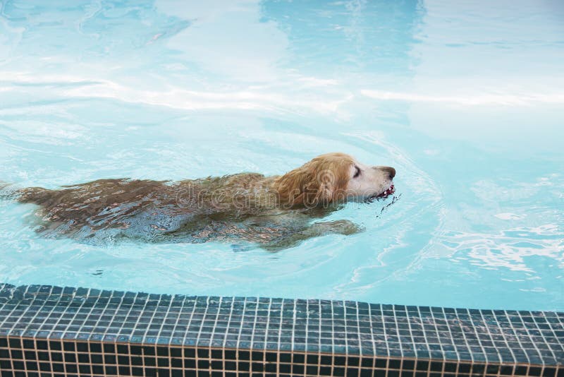 Golden Retriever Swimming in Pool Stock Photo Image of retriever, summer 54925818