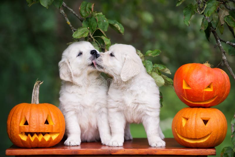 Golden retriever szczeniaki z Halloweenowymi baniami zdjęcie stock Golden retriever szczeniaki z Halloweenowymi baniami zdjęcie stock