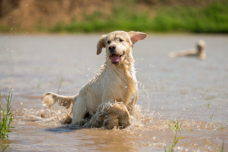 Golden retriever tycker om att simma och spelar arkivfoton Golden retriever tycker om att simma och spelar arkivfoton