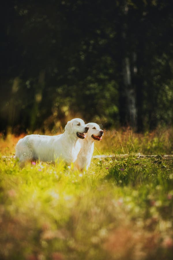 golden retriever farm near me golden retriever farm near me