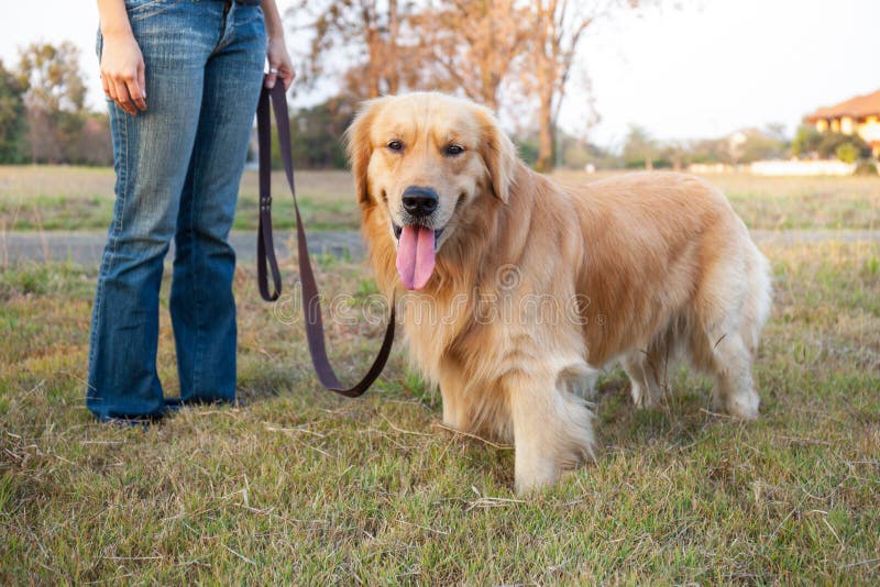 Purebred Golden Retriever Dog Sitting on Isolated White Backgrou Stock