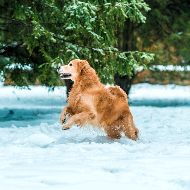 Golden Retriever Walk in the Park Stock Photo Image of friendly