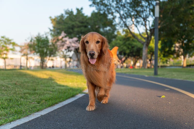 Golden Retriever Walking in the Park Stock Image Image of mammal