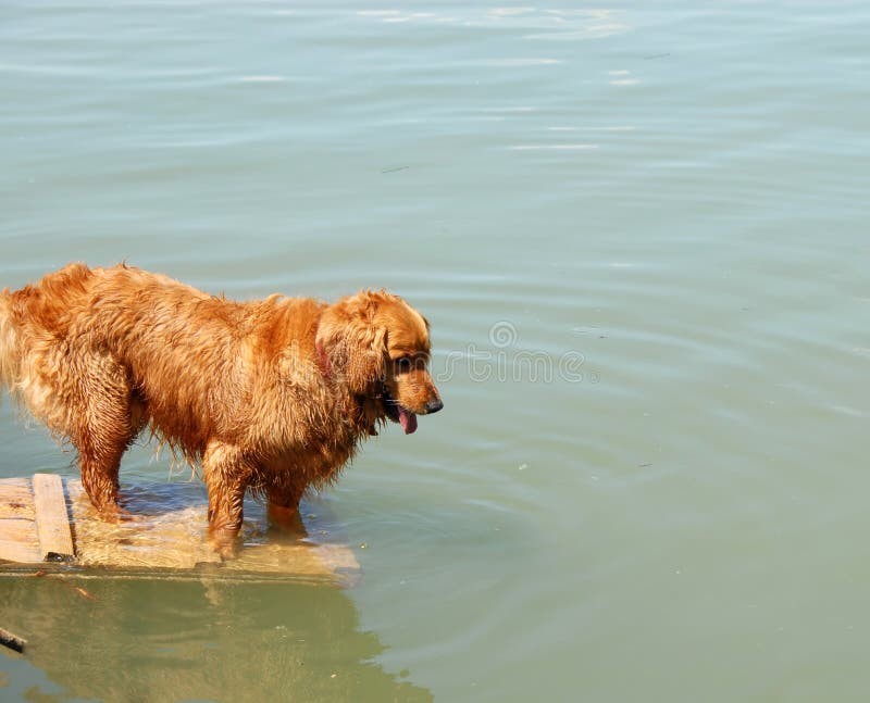 Golden retriever by water stock photo. Image of active 28324750