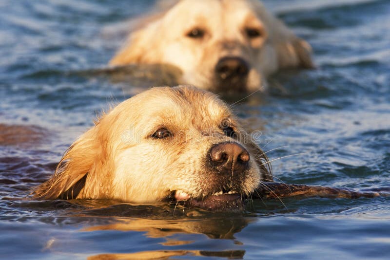 Golden Retriever In The Water Stock Photo Image 5919640