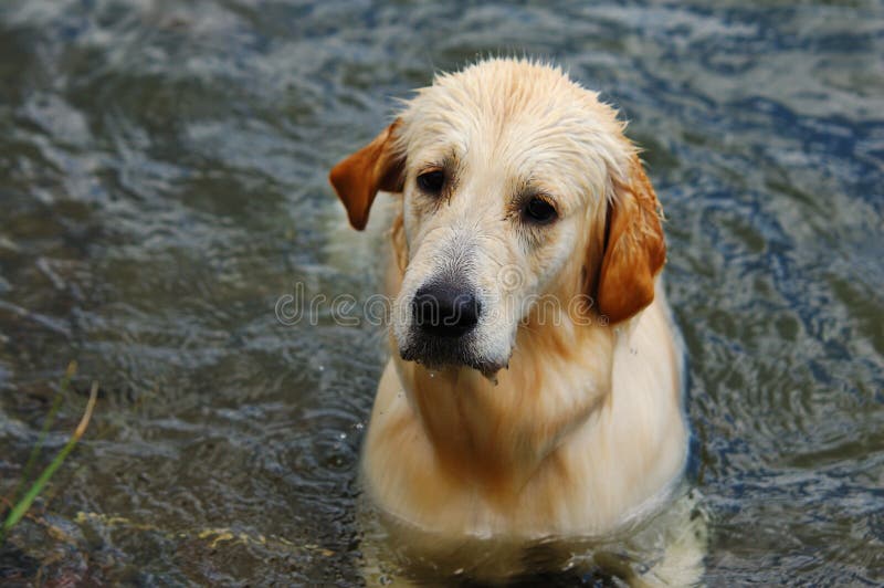 Golden Retriever in water stock photo. Image of happy 6796012