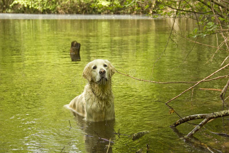 Golden Retriever in the Water Stock Photo Image of pure, swimming