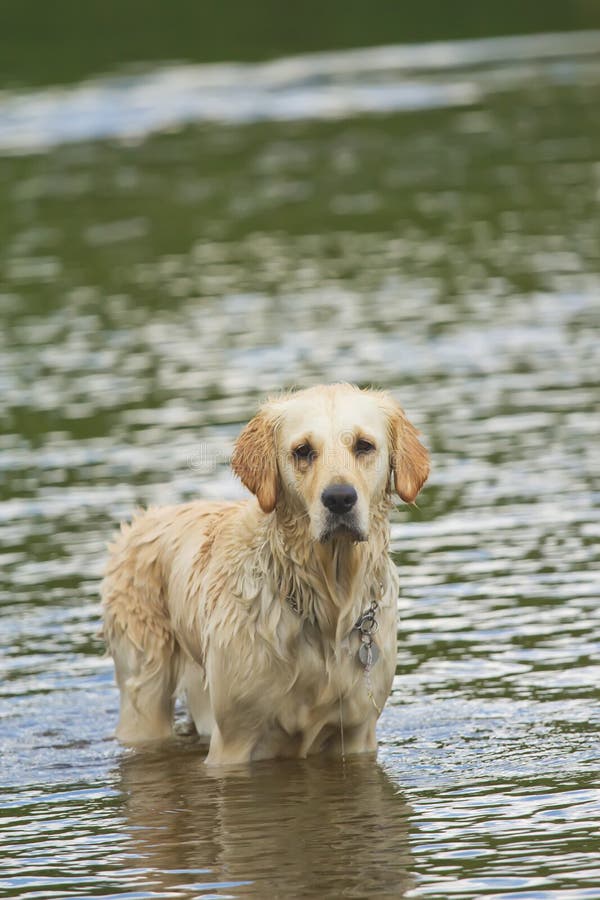 Golden Retriever in Water stock image. Image of fetching 19075345