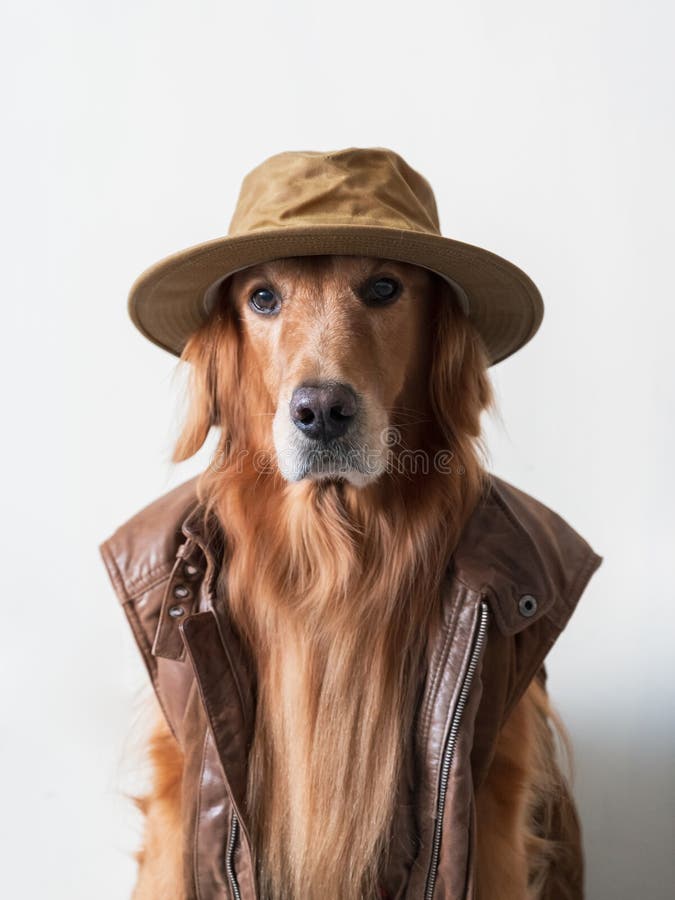 Golden Retriever Wearing a Leather Vest and Hat Stock Image Image of