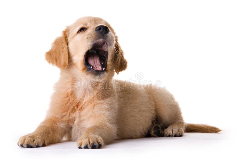 golden retrievera zdjęcie stock golden retrievera zdjęcie stock
