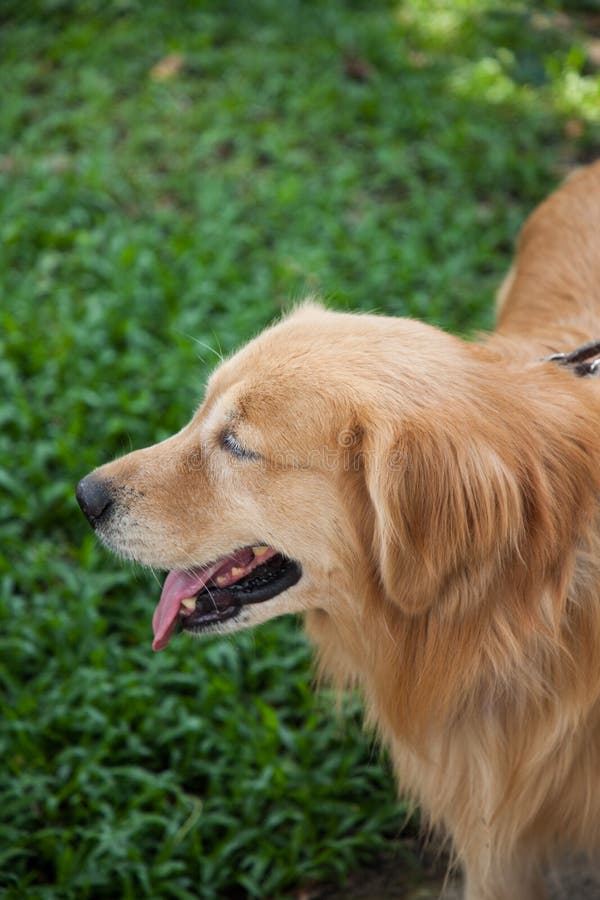 golden retrievera fotografia stock golden retrievera fotografia stock