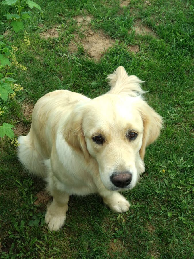 Golden retrieverburen in het plattelandshuisje De de hondglimlachen en omhelzingen over de omheining royalty-vrije stock afbeeldingen Golden retrieverburen in het plattelandshuisje De de hondglimlachen en omhelzingen over de omheining royalty-vrije stock afbeeldingen