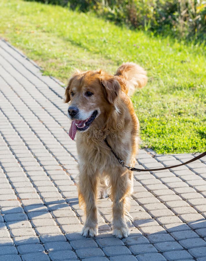 Golden retrieverhond openlucht lopen stock foto Golden retrieverhond openlucht lopen stock foto