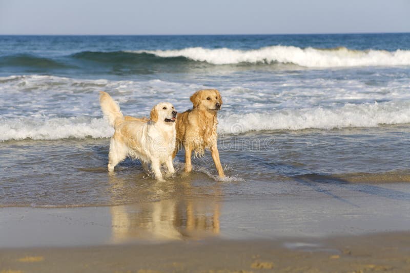 Two Golden Retrievers stock image. Image of haired, golden 8803005