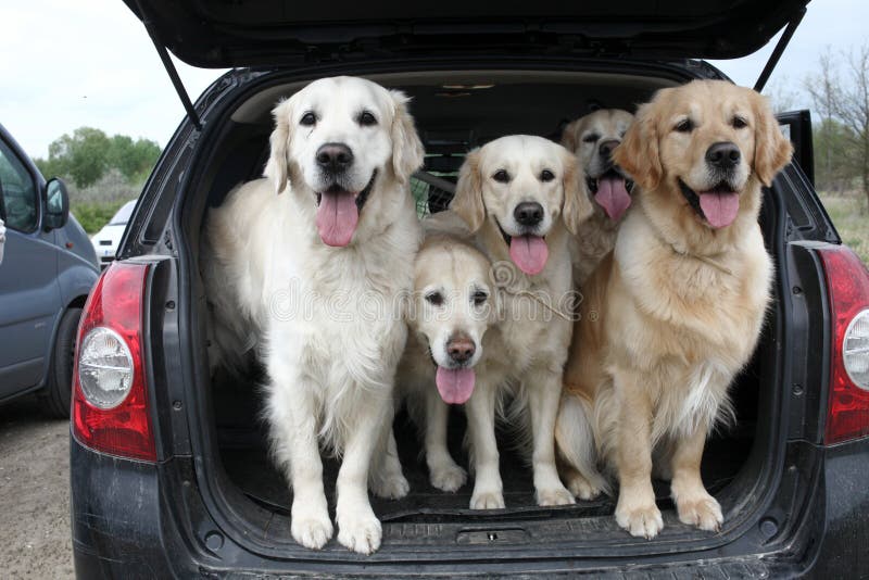 2,582 Golden Retrievers Stock Photos Free & RoyaltyFree Stock Photos