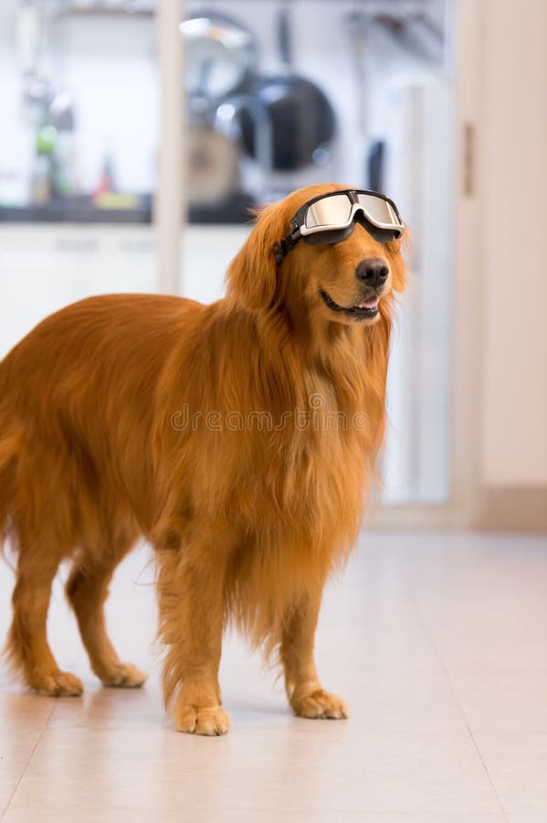 Golden Retrievers Wearing Goggles Stock Photo Image of retriever, mammals 79074346