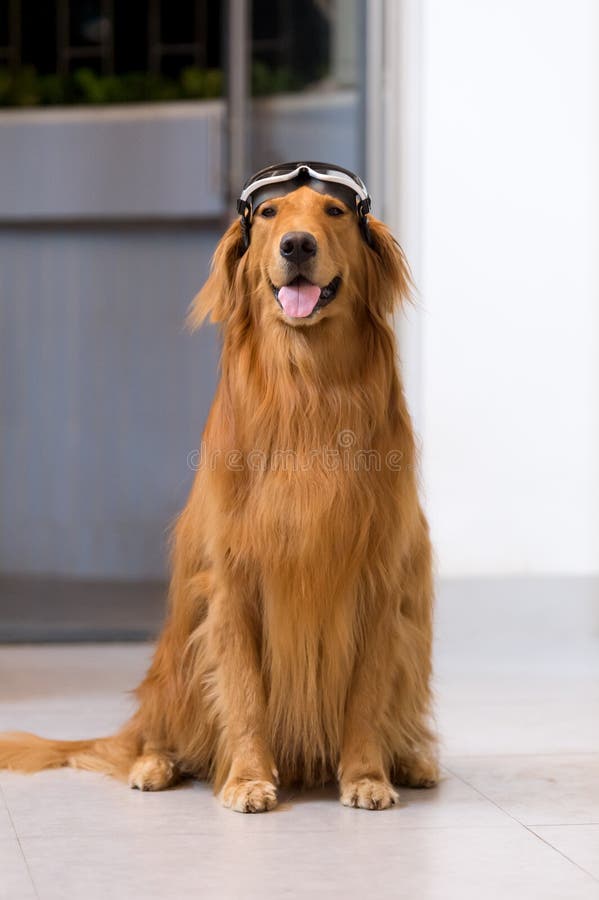 Golden Retriever Goggles Stock Photos Free & RoyaltyFree Stock Photos from Dreamstime
