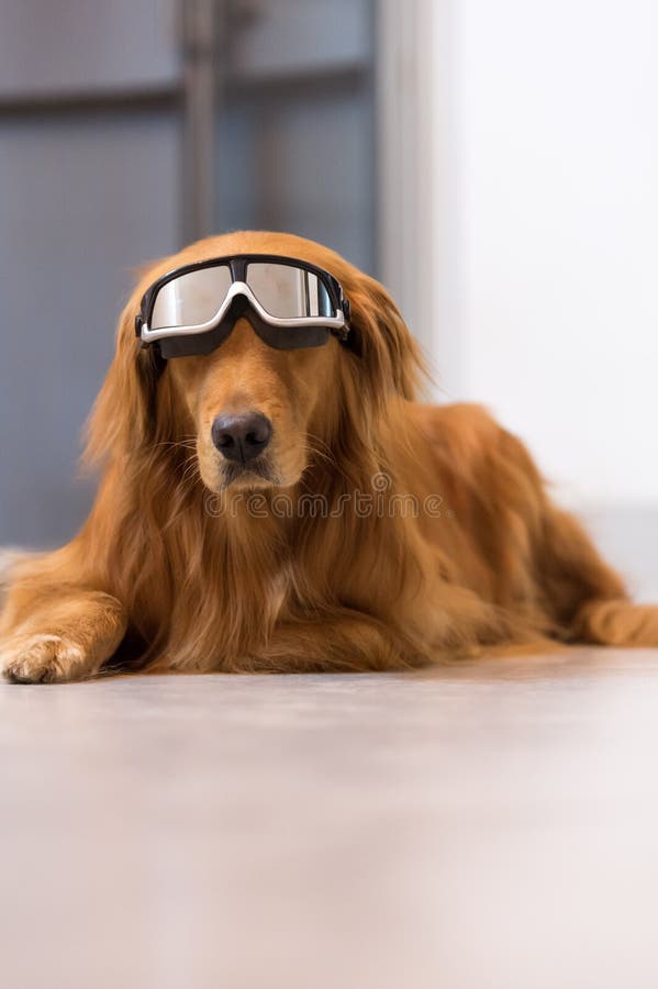 Golden Retriever Goggles Stock Photos Free & RoyaltyFree Stock Photos from Dreamstime