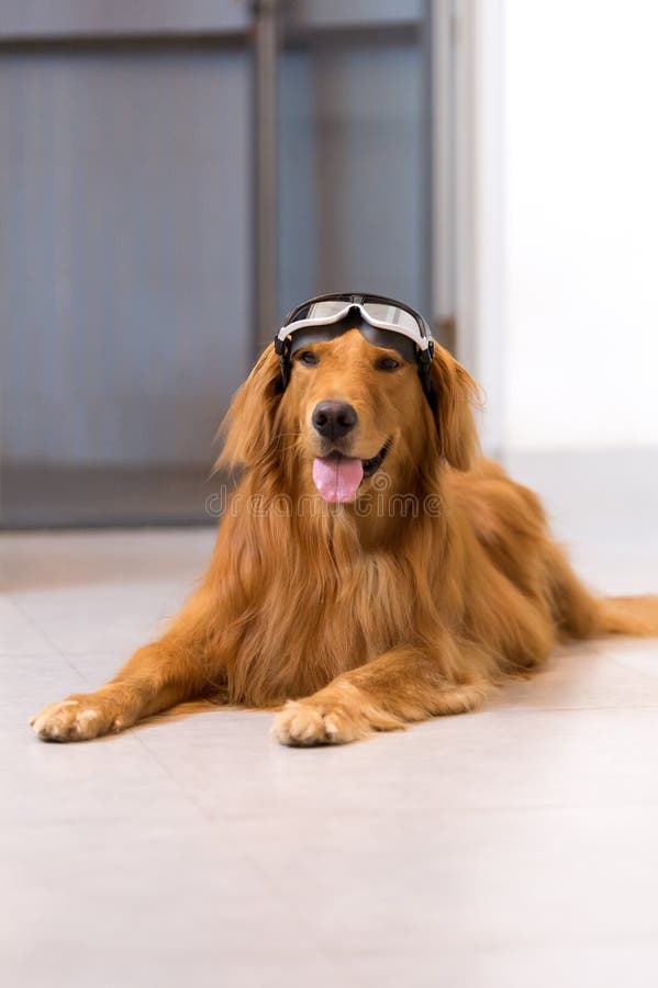 Golden Retriever Goggles Stock Photos Free & RoyaltyFree Stock Photos from Dreamstime