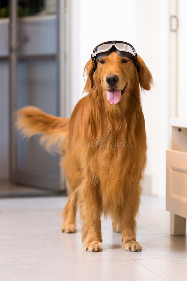 Golden Retriever Goggles Stock Photos Free & RoyaltyFree Stock Photos from Dreamstime