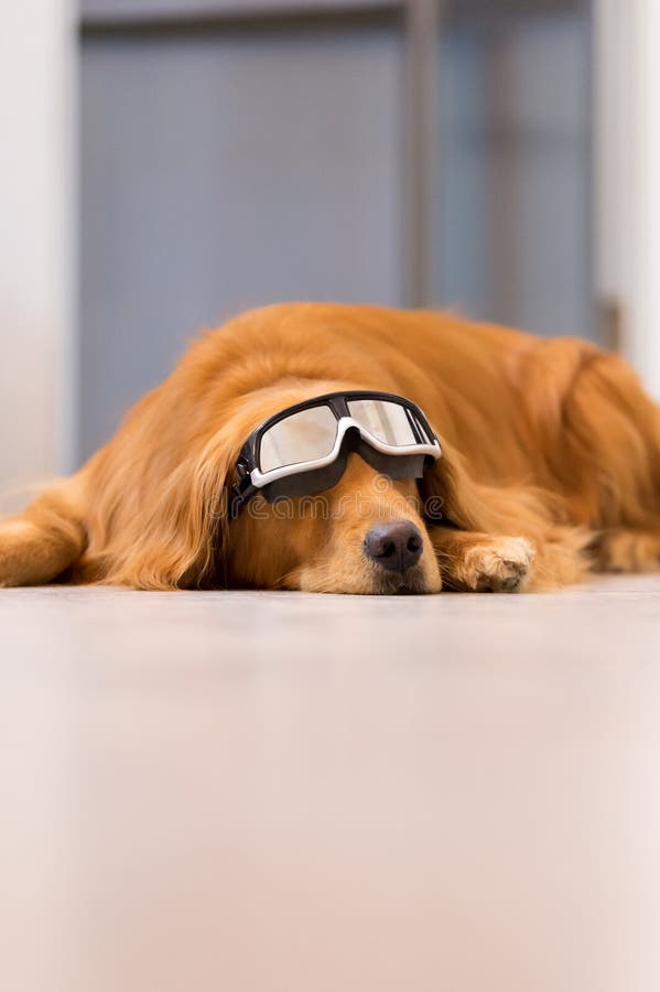 Golden Retrievers Wearing Goggles Stock Image Image of swimming, golden 79074669