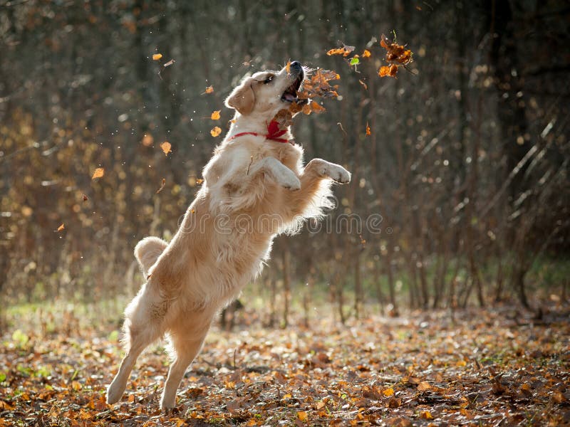 Golden retrieverspelen royalty-vrije stock foto's Golden retrieverspelen royalty-vrije stock foto's