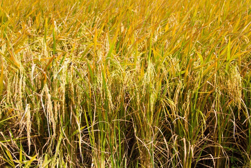 Golden rice fields stock image. Image of asian, farming 38234587