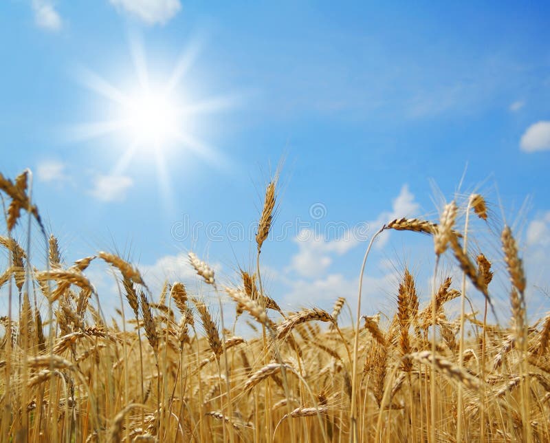 D'oro maturo grano orecchie contro cielo blu un il sole.