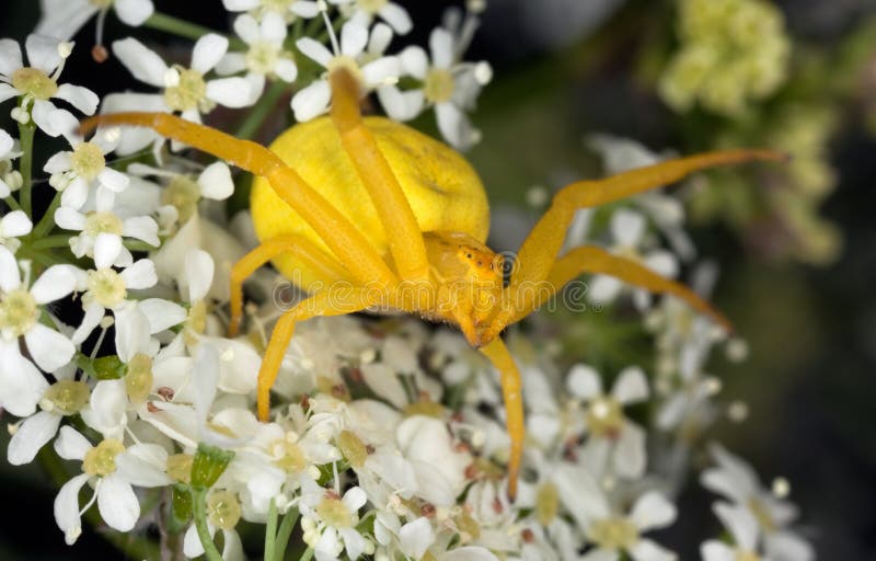 Golden rod spider (Misumena vatia)