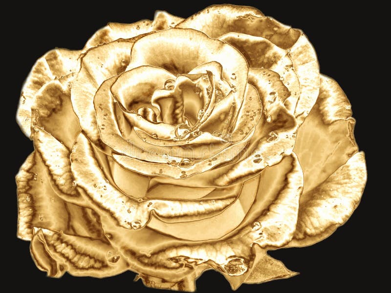 Bạn muốn tìm hiểu về hoa hồng vàng trên nền đen? Hãy xem hình ảnh minh họa này, nó sẽ giải mã cho bạn bí quyết làm sao để tạo ra hình ảnh hoa hồng vàng đẹp mắt trên nền đen đầy tinh tế. Điều này chắc chắn sẽ khiến cho bạn muốn tạo ra một tác phẩm của riêng bạn ngay lập tức.