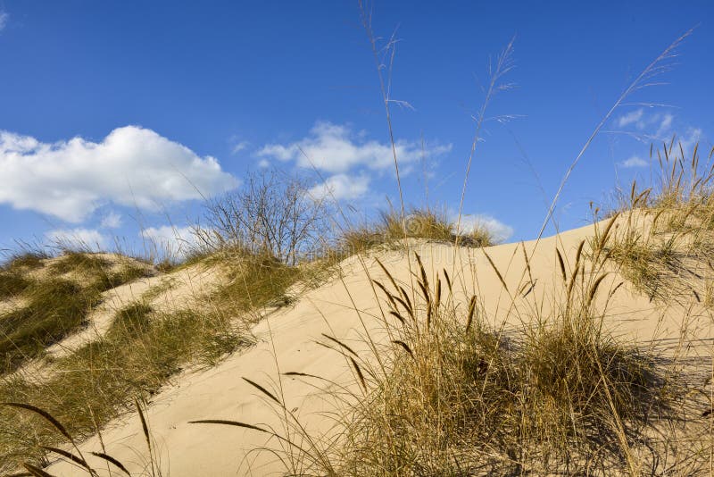 Golden sand dunes in northern Indiana