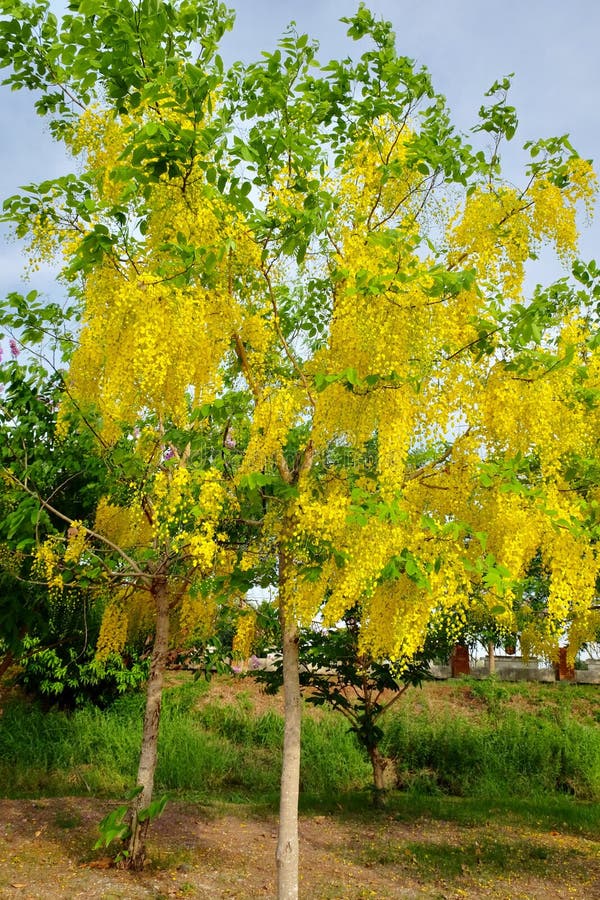 Golden shower flower stock photo. Image of golden, tree - 91657086