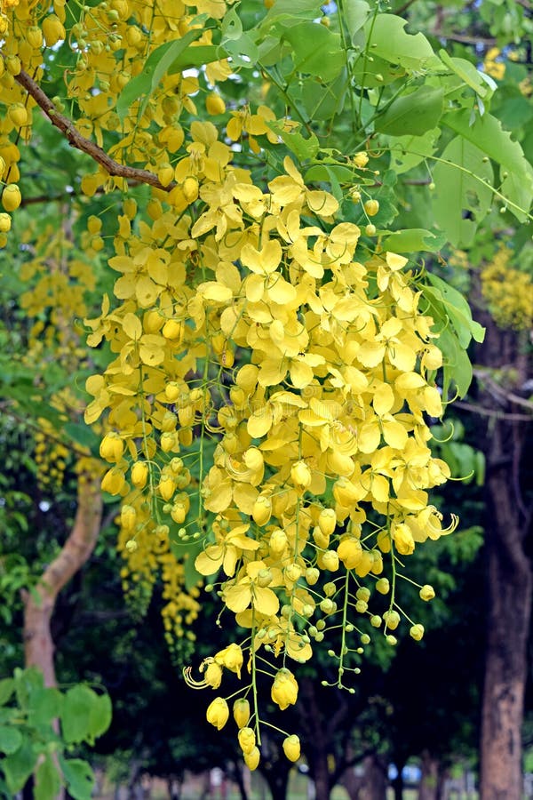 Golden shower tree, beautiful yellow flower name is Ratchaphruek