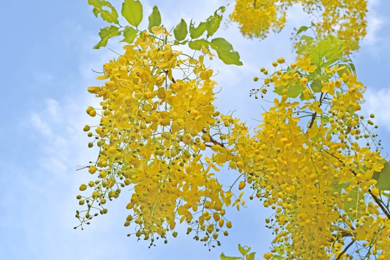 Golden shower tree, beautiful yellow flower name is Ratchaphruek