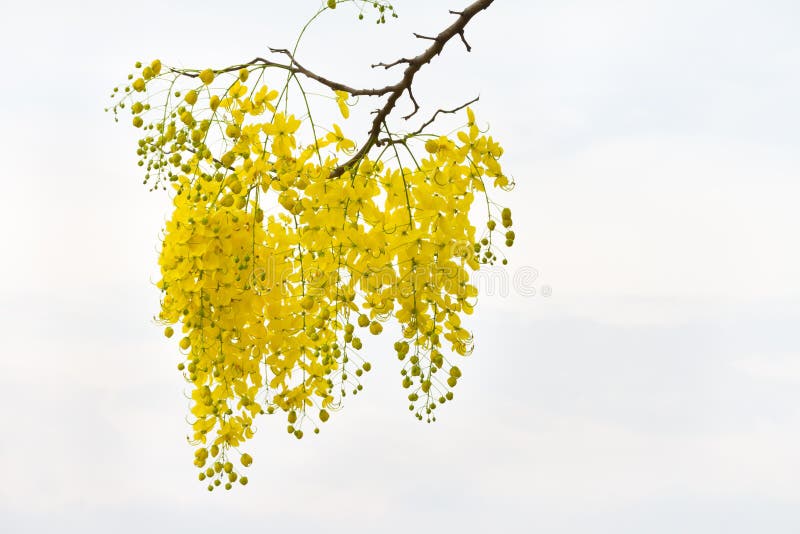 Golden shower tree flower