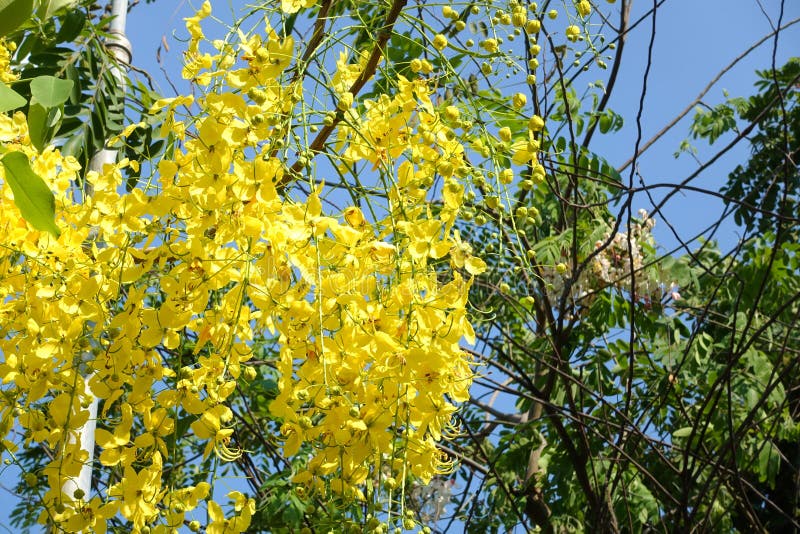Golden Shower Tree stock photo. Image of adenium, autumn 115112460