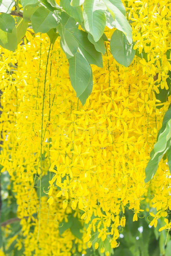 Golden Shower Tree stock photo. Image of flora, nature 70652382