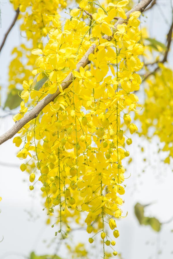 Golden Shower Tree stock image. Image of backdrop, fistula 70652739