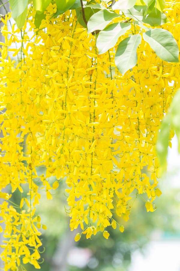 Golden Shower Tree stock photo. Image of beautiful, national 70652748