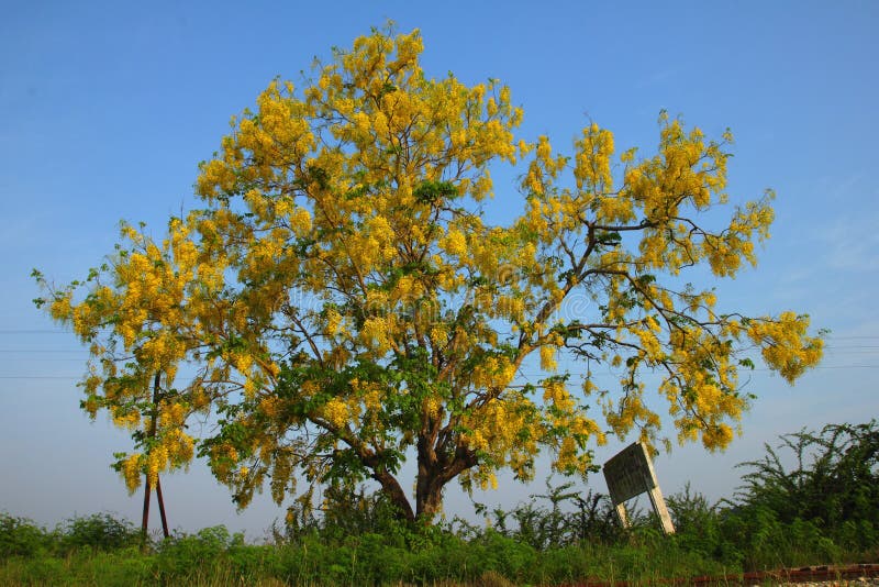 Golden Shower tree stock photo. Image of landscape, field 52831272