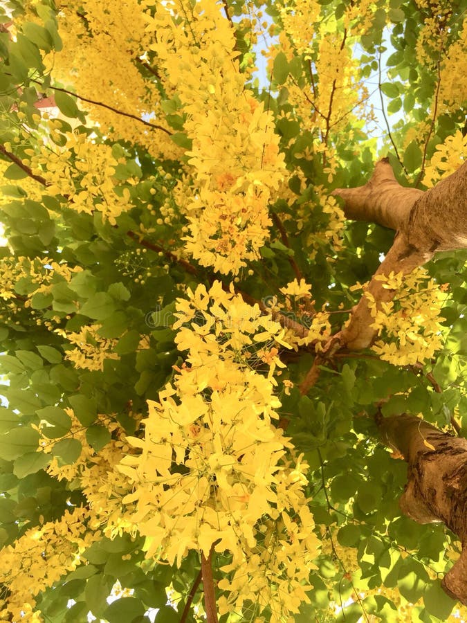 Golden Shower Tree stock photo. Image of summer, decoration 114482132