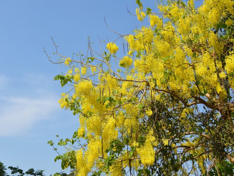 Golden shower tree stock image. Image of nature, shower 51435399