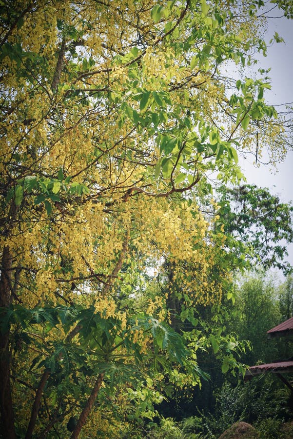 Golden Shower Tree stock photo. Image of design, blossom 69548792