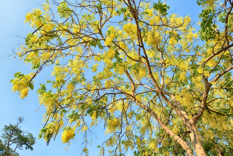 Golden Shower Tree stock photo. Image of blue, buds 150940372