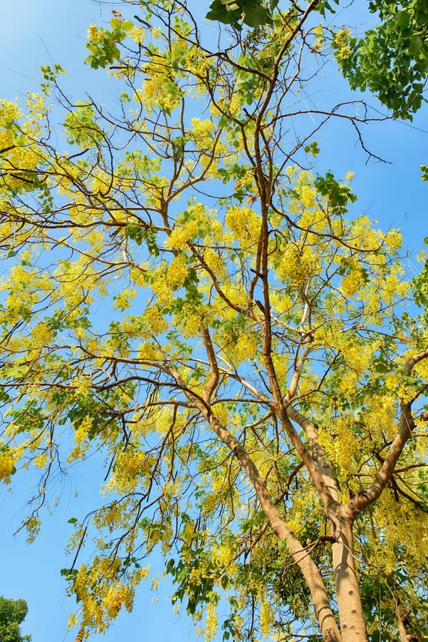 Golden Shower Tree stock image. Image of natural, color 150940561