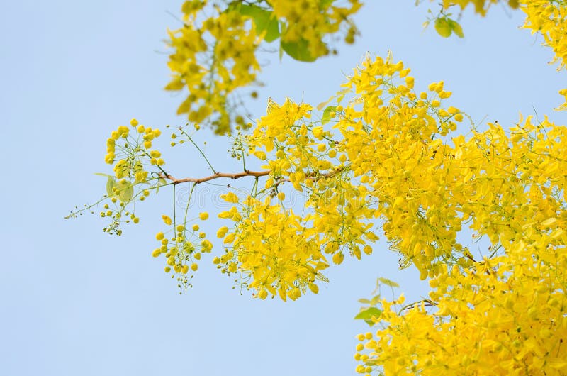 Golden Shower Tree. stock photo. Image of detail, natural 115919660